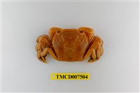 藏品(字紋弓蟹)的圖片